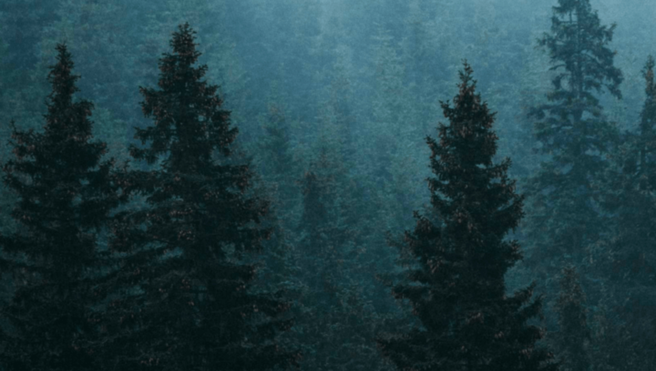 An aerial view of evergreen trees in a forest.